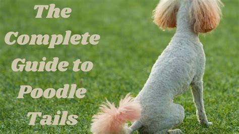 poodle tail docking|tail docking proper length suggested.